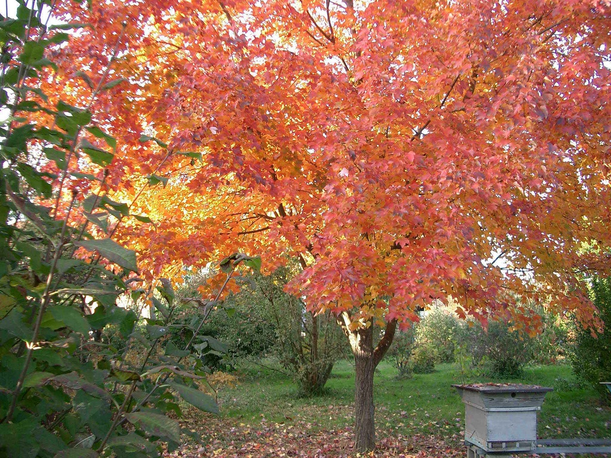 Acer rubrum 'October Glory' (Aceraceae)