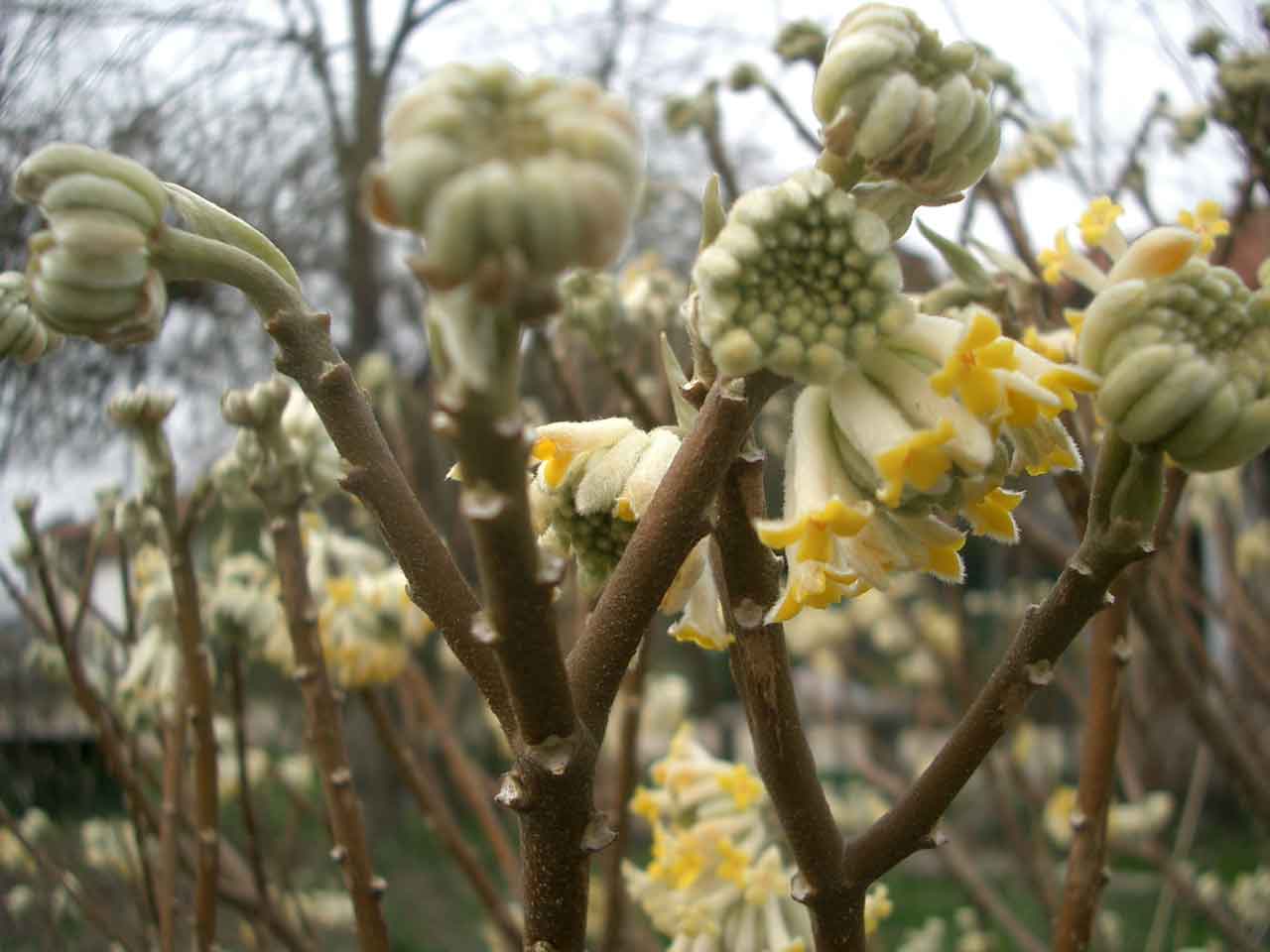 Edgewortha crysantha