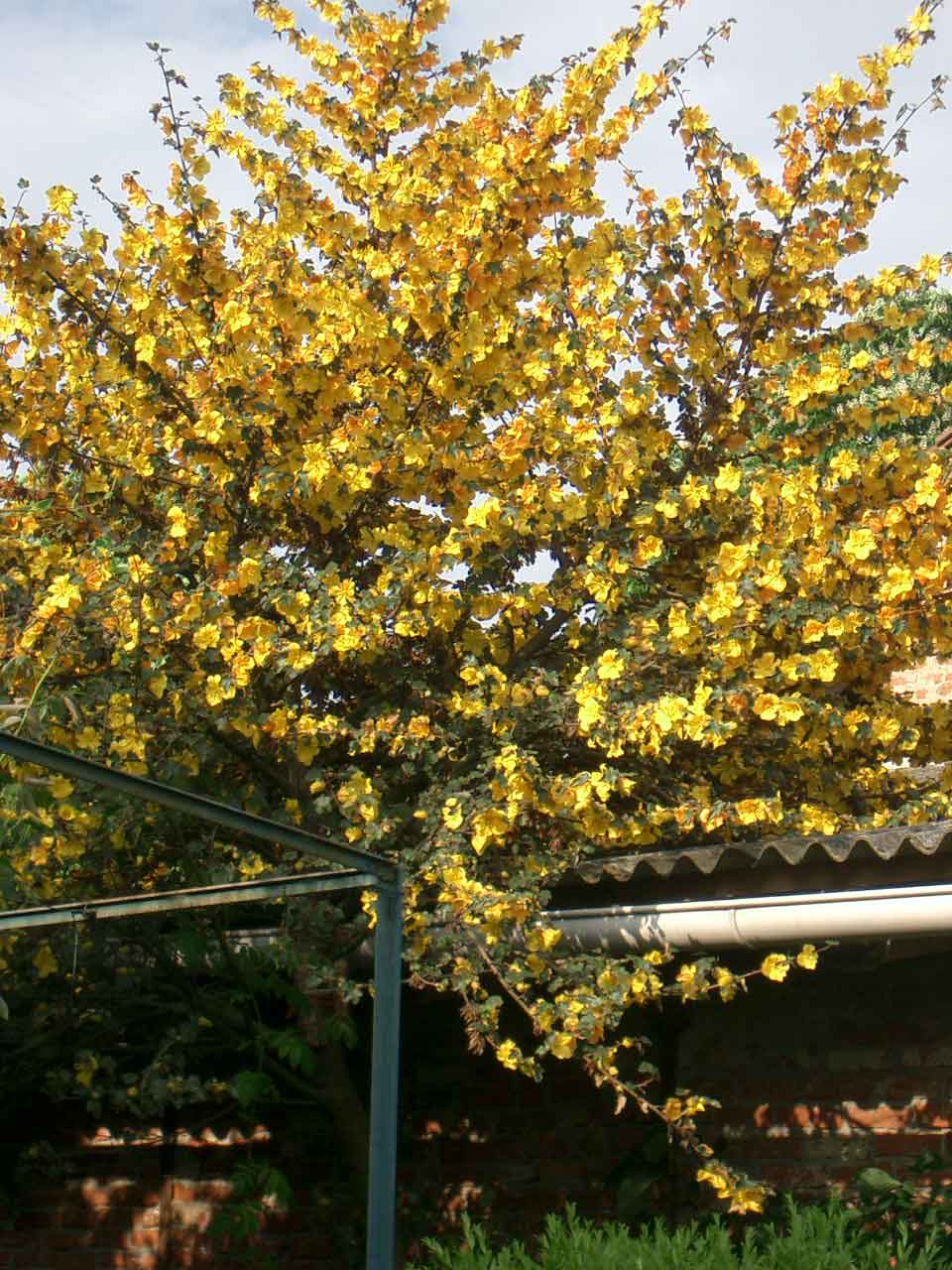 Fremontodendron californicu