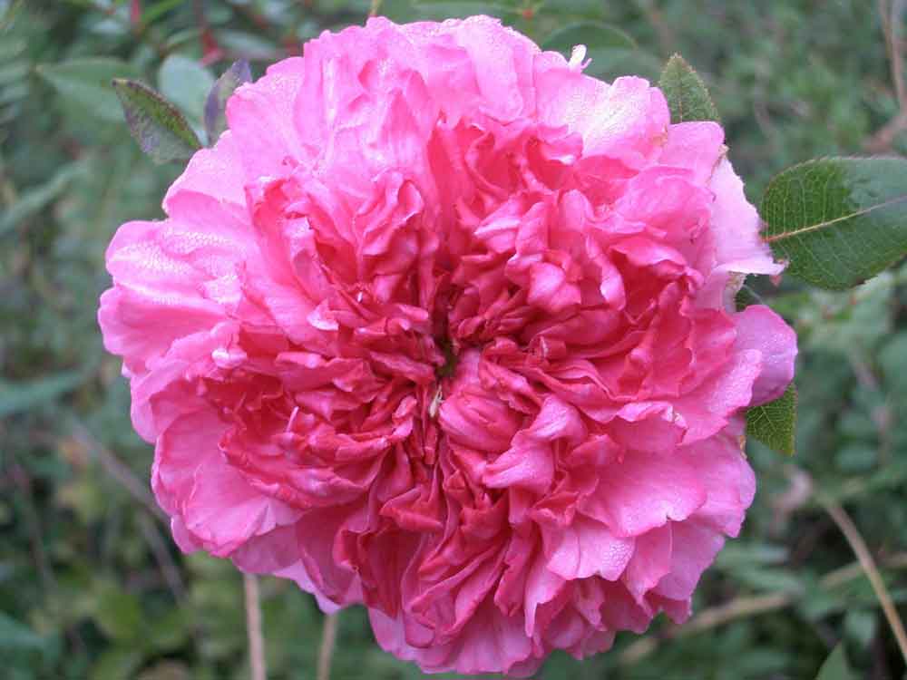 Rosa rox Plena