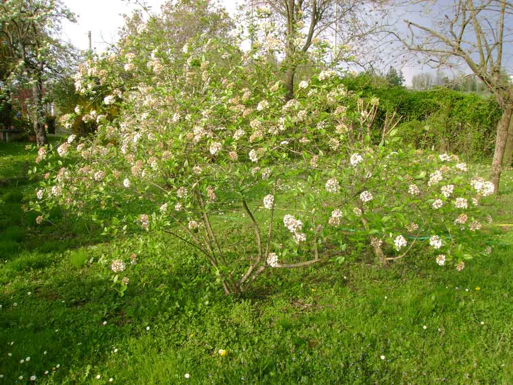 Viburnum burkwoodii